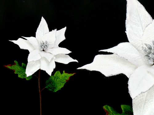 Poinsettia tejido blanco